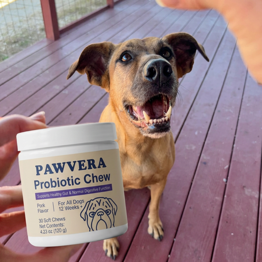 What to Look for in a Dog Probiotic