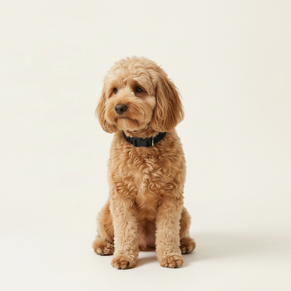 Calming Collar for Dogs