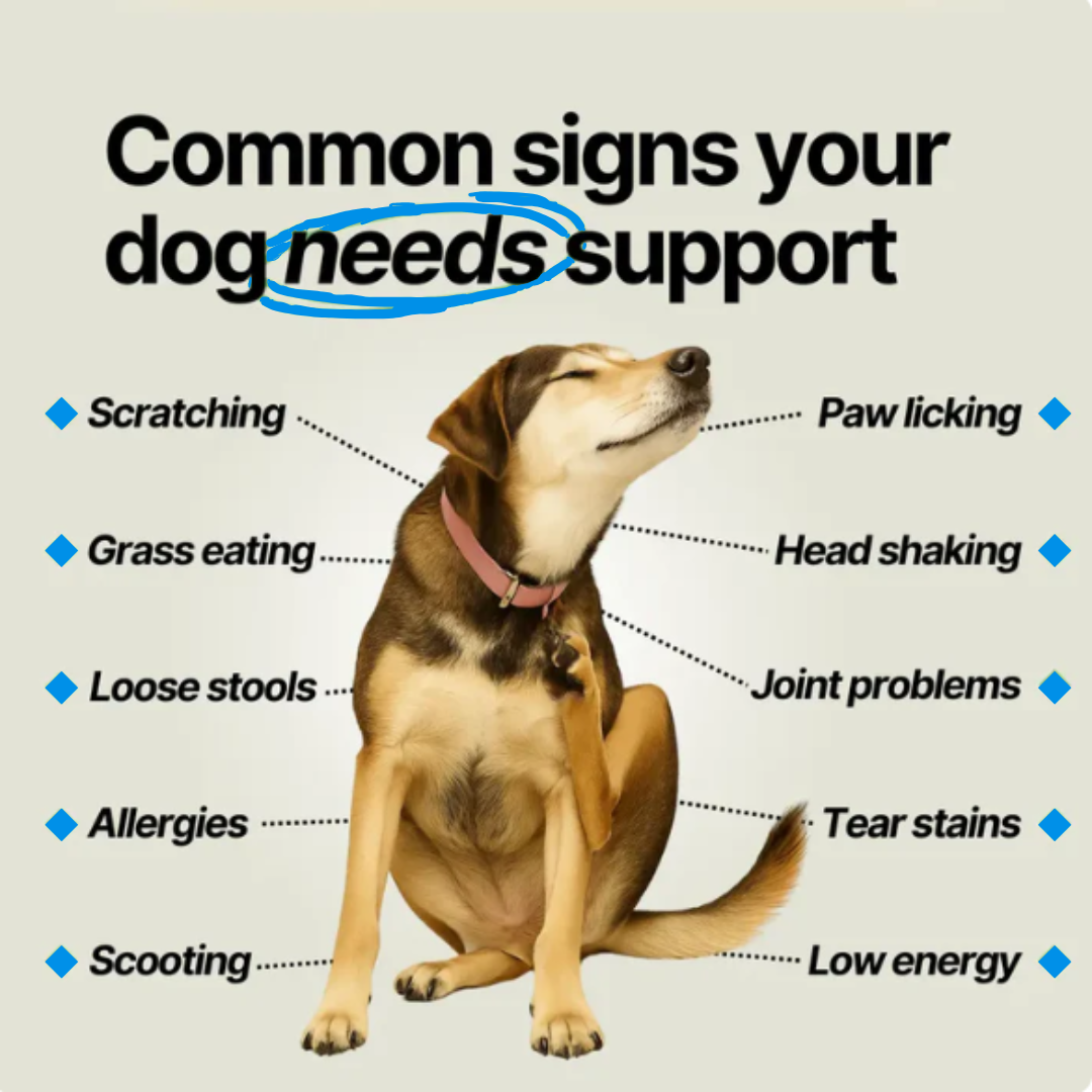 Pawvera™ Probiotic Chew